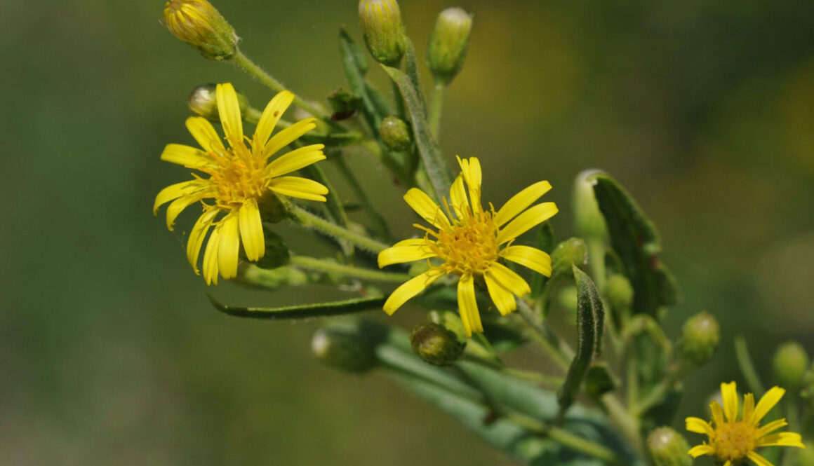 Inula-viscosa-fiorita