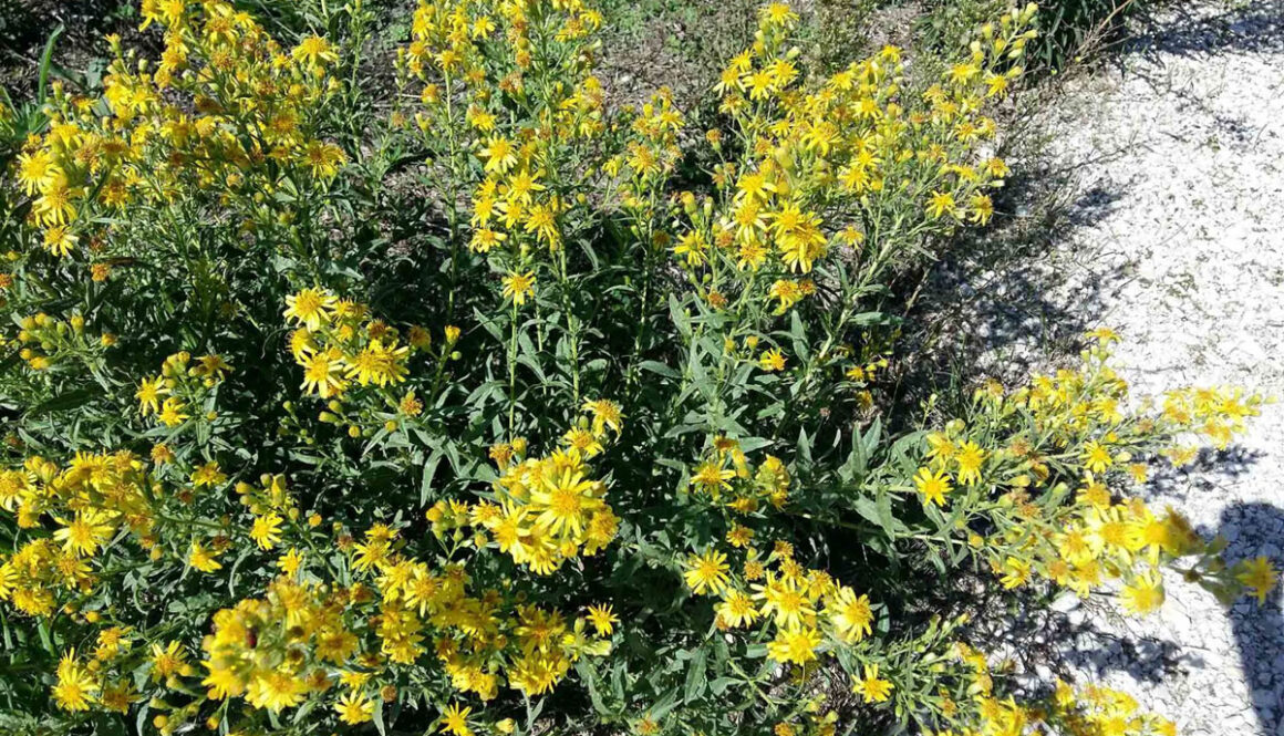 Dittrichia-viscosa-inula-viscosa