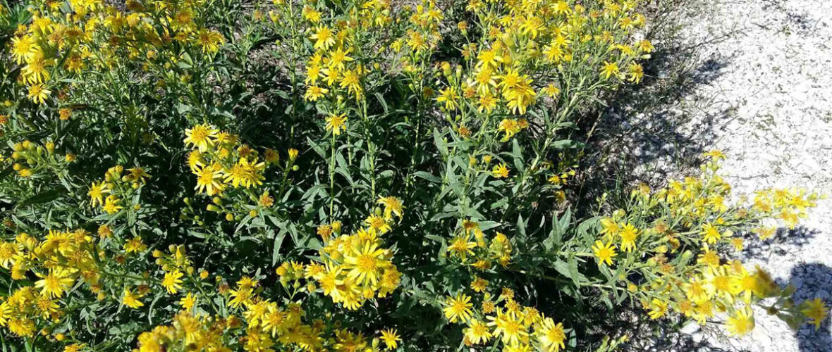 L’attività antigerminativa dell’Inula viscosa