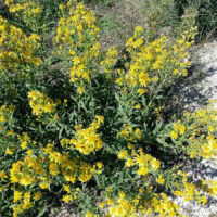 Dittrichia-viscosa-inula-viscosa