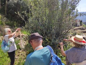 Raccolta di foglie d'olivo in Fattoria Attanasio