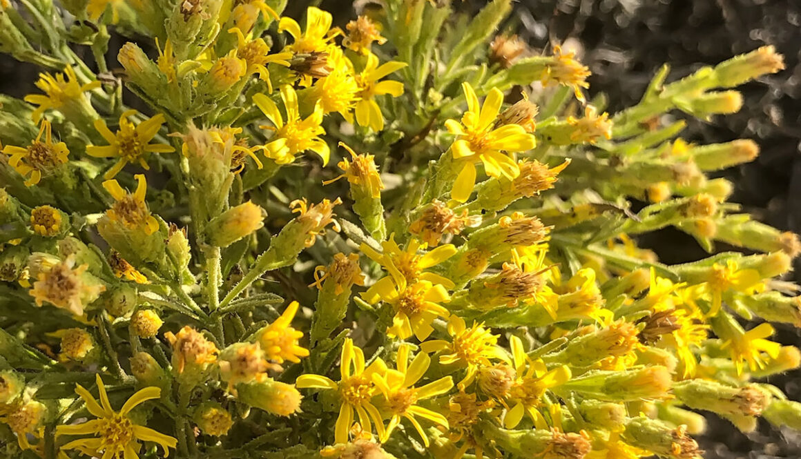 fiori-inula-viscosa