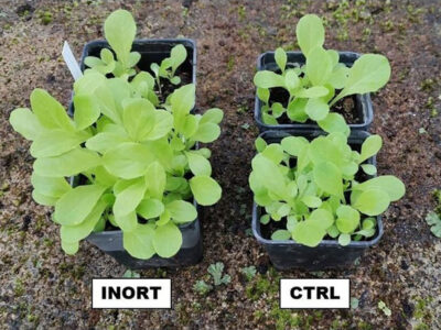 Effect-of-INORT-on-vegetative-biomass-of-Lactuca-sativa