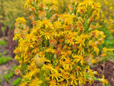 fiori-inula