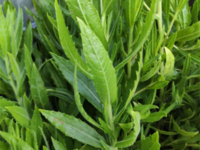 macerato-inula-viscosa-INORT