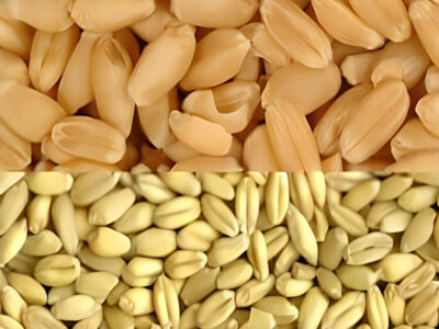 work-pane-grano