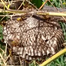 Alla scoperta delle vespe cartonaie: le architette cartaie che salvano le piante