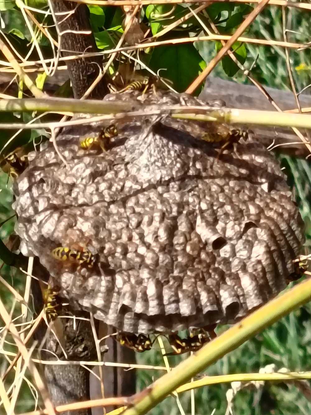 polistes dominula